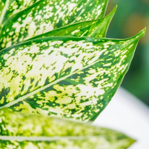 ADA - Aglaonema commutatum 'white star'