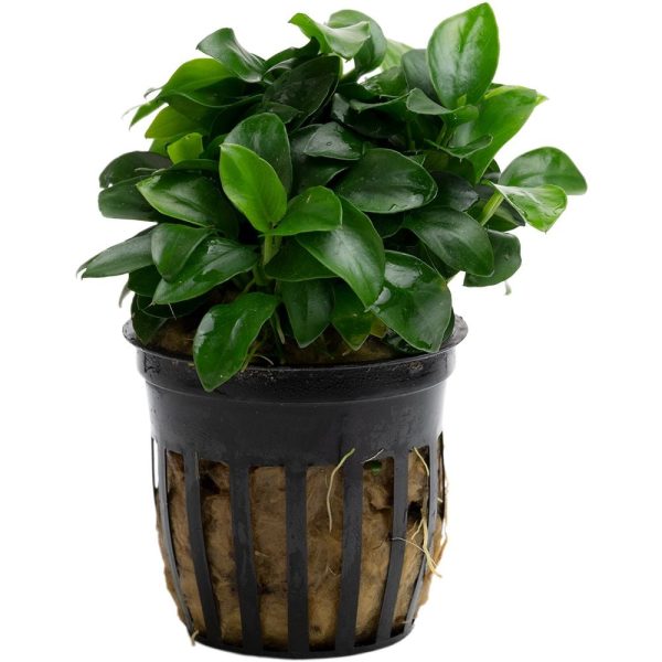 Stoffels Anubias barteri var. nana 'Bonsai' (Mini)