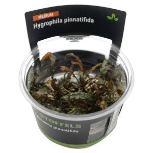 Stoffels Hygrophila pinnatifida in-vitro