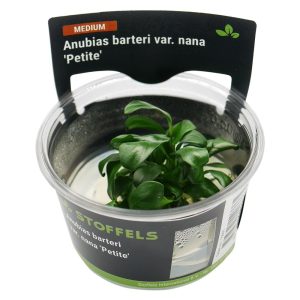 Stoffels Anubias barteri 'Petite' In-Vitro