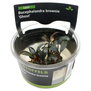 Stoffels Bucephalandra brownie ‘Ghost’ – In Vitro