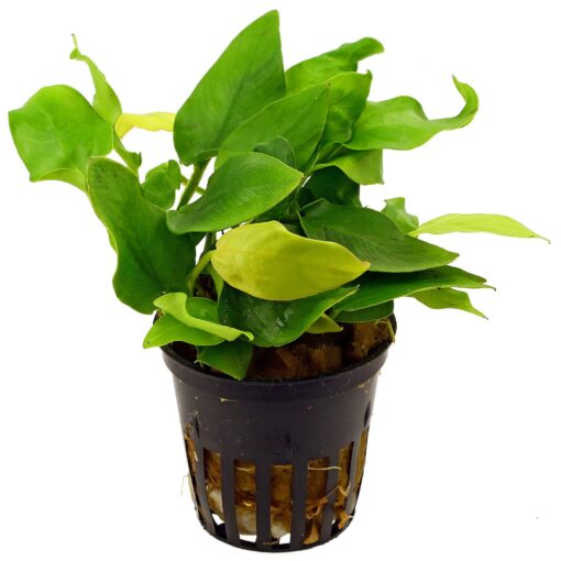 Baka - Anubias barteri 'var. nana 'Gold'