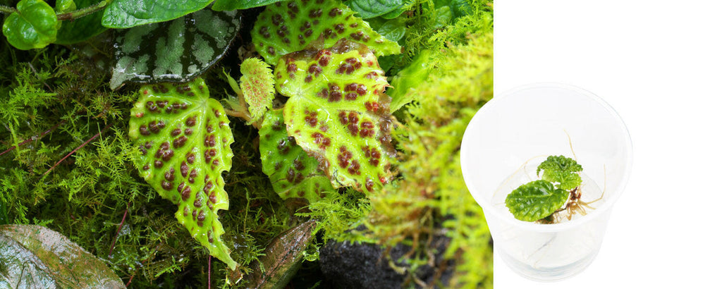 Begonia dracopelta Cup-T
