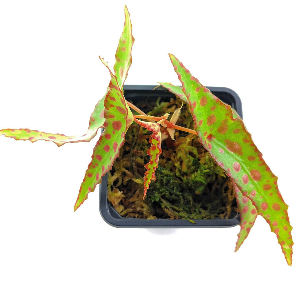 Begonia amphioxus  (greenhouse)
