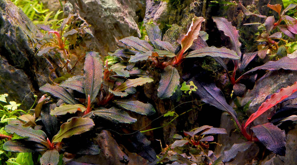 RTG - Bucephalandra 'kedakang'