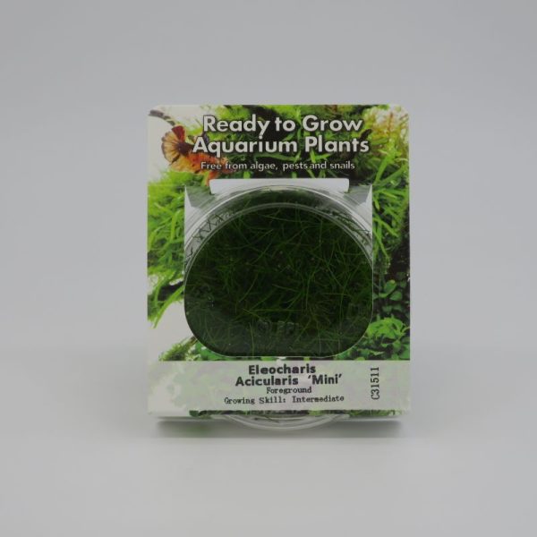 Ready to Grow - Eleocharis acicularis 'Mini'