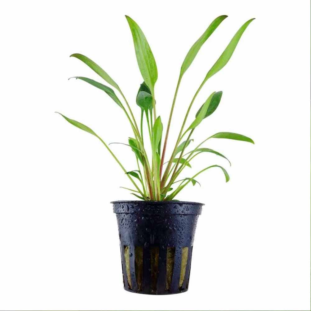 Epic Aquatics - Cryptocoryne lucens
