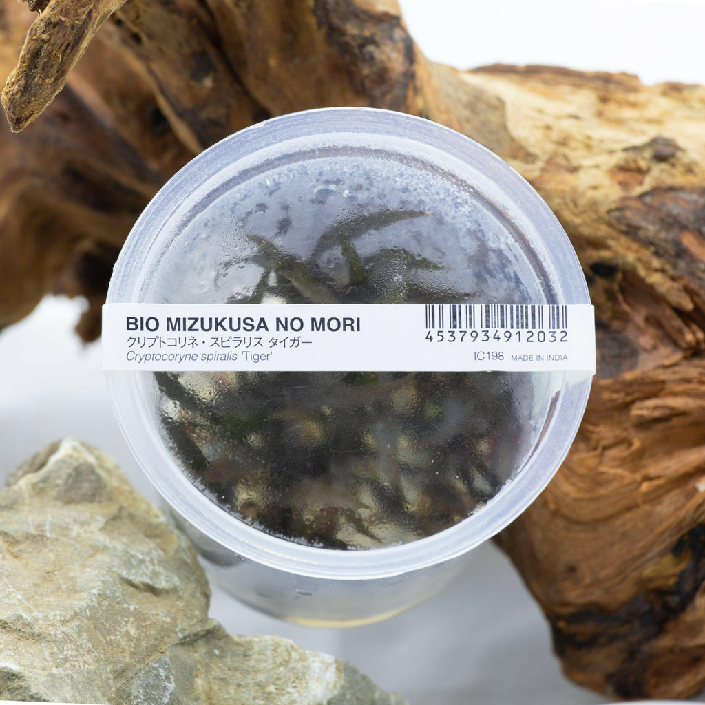 ADA - Cryptocoryne spiralis (Tiger) TC cup-M