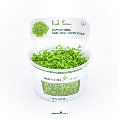 Dennerle - Hemianthus callitrichoides 'Cuba'