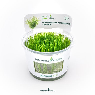 Dennerle - Taxiphyllum alternans 'Taiwan'