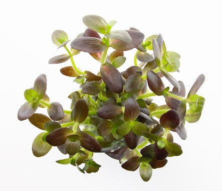 Dennerle - Bacopa salzmannii 'Purple'