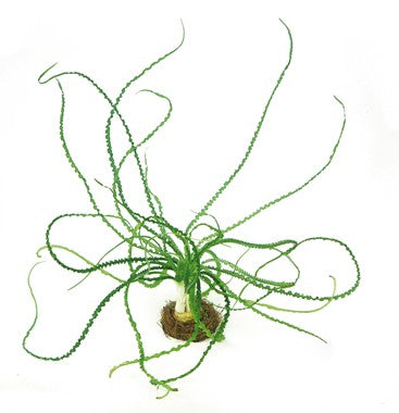 Dennerle - Crinum calamistratum