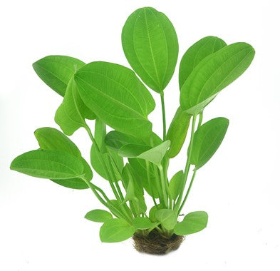 Dennerle - Echinodorus cordifolius 'Harbich Red'