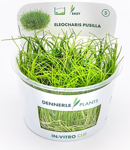 Dennerle - Eleocharis pusilla