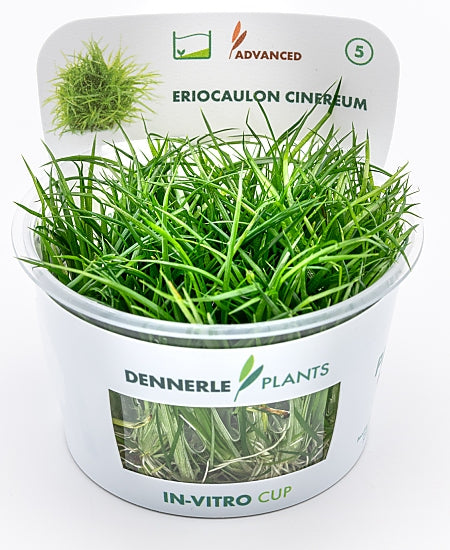 Dennerle - Eriocaulon cinereum