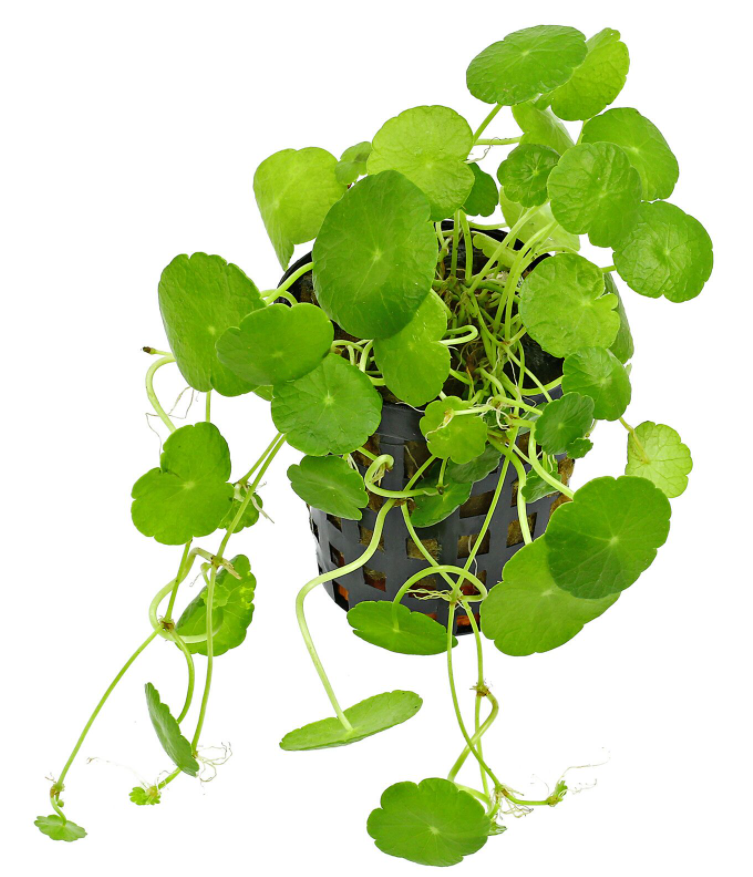 Epic Aquatics - Hydrocotyle verticillata