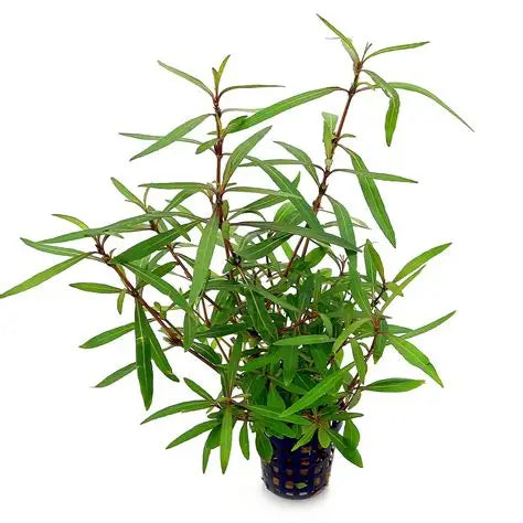 Kaiser Aquatics - Hygrophila Lancea Araguaia