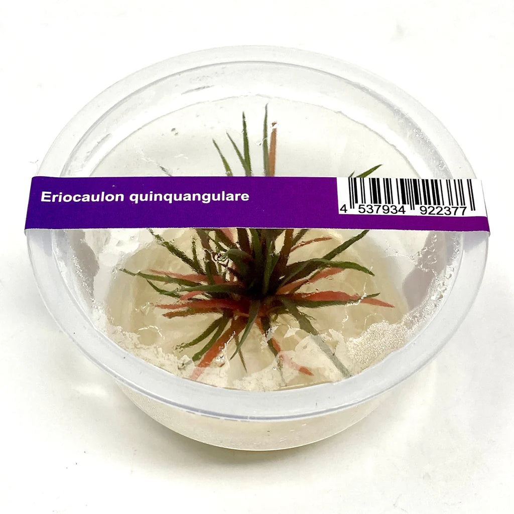 ADA - Eriocaulon quinquangulare