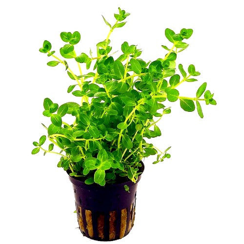 Kaiser Aquatics - Rotala rotundifolia 'Green'