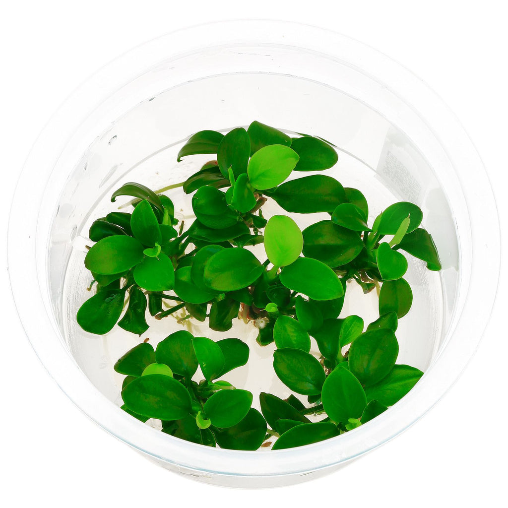 Anubias barteri var. nana 'Petite' Cup-MK