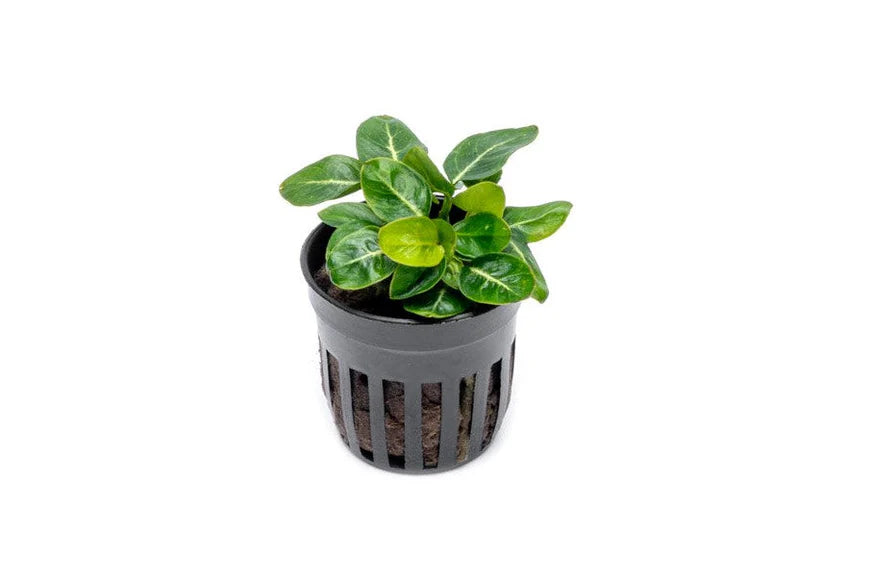 A vibrant Anubias 'Giant Stardust' plant in a black net pot, displaying its broad, variegated green leaves with striking marbled patterns. The plant is set against a white background, highlighting its unique coloration and suitability for aquascaping.