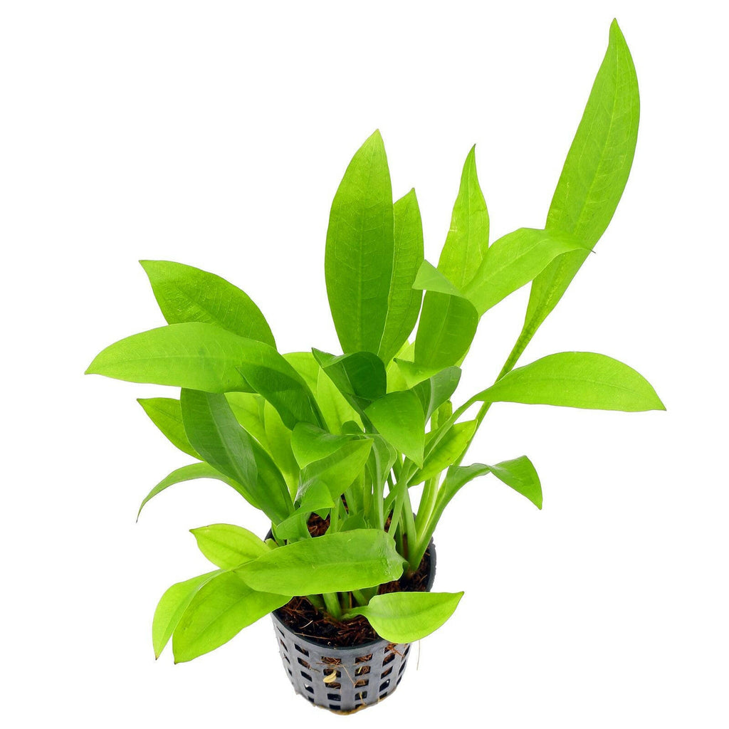 Epic Aquatics - Echinodorus "Amazaon Sword" Medium (30-70cm)