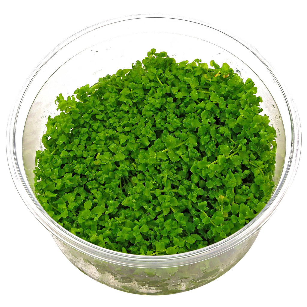ADA - Micranthemum  umbrosum (Monte Carlo) TC Cup-S