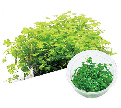 ADA - Hydrocotyle tripartita (mini) TC Cup-S
