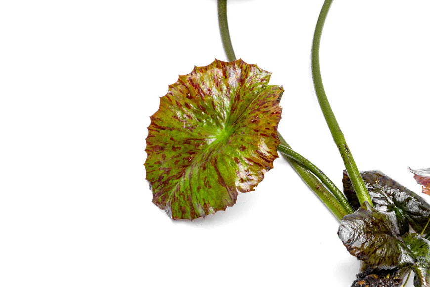 A close-up of a Nymphaea rubra plant, showcasing its broad, wavy-edged leaf with a mix of green and reddish-brown speckles. The partially visible bulb and stems highlight the plant’s natural growth pattern. Set against a white background, the image emphasizes the intricate details and vibrant coloration of the aquatic lily.