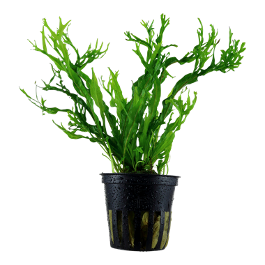 Baka - Microsorium pteropus 'Windeløv'