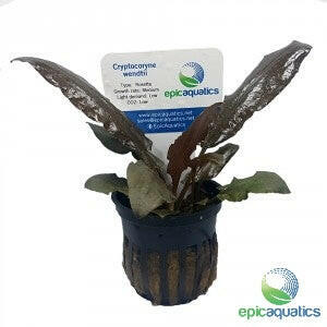 Epic Aquatics - Cryptocoryne wendtii