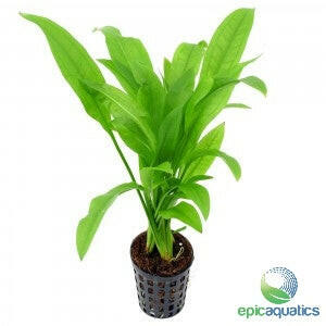 Epic Aquatics - Echinodorus "Amazon Sword" Small (10-30cm)