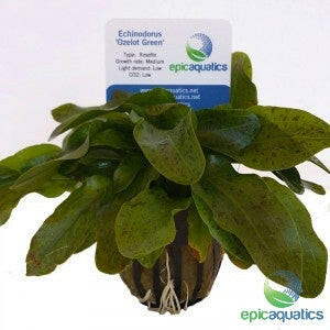 Epic Aquatics - Echinodorus 'Ozelot Green'