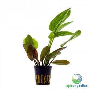 Epic Aquatics - Echinodorus 'Ozelot Red'- Aquarium plant