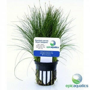 Epic Aquatics - Eleocharis parvula (Dwarf Hairgrass)