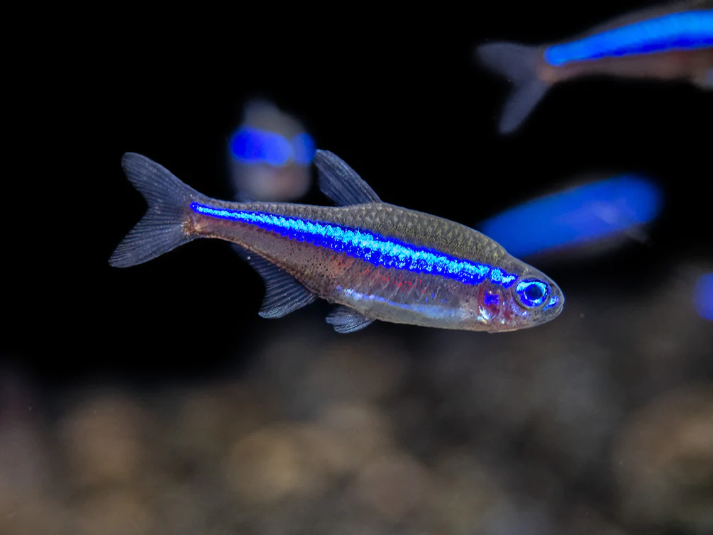 Green neon tetra sales care