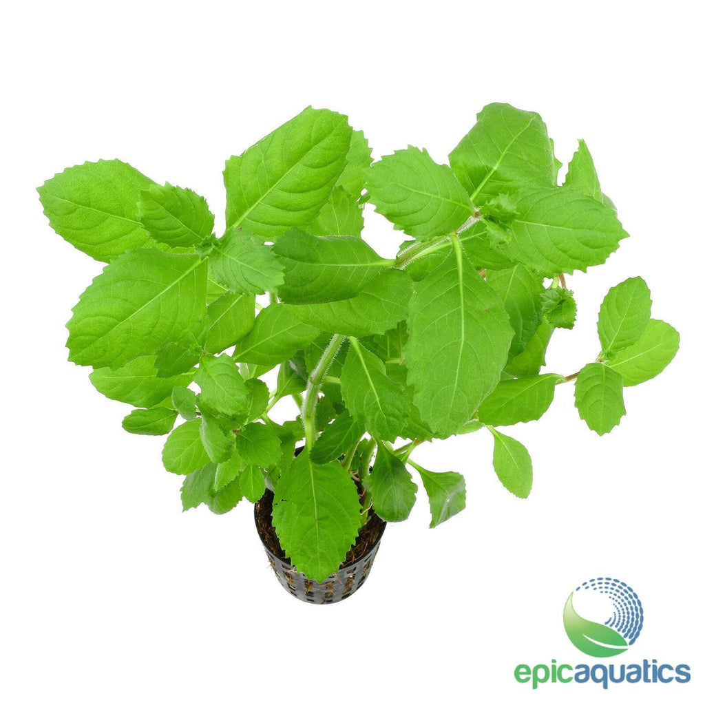 Epic Aquatics - Hygrophila difformis