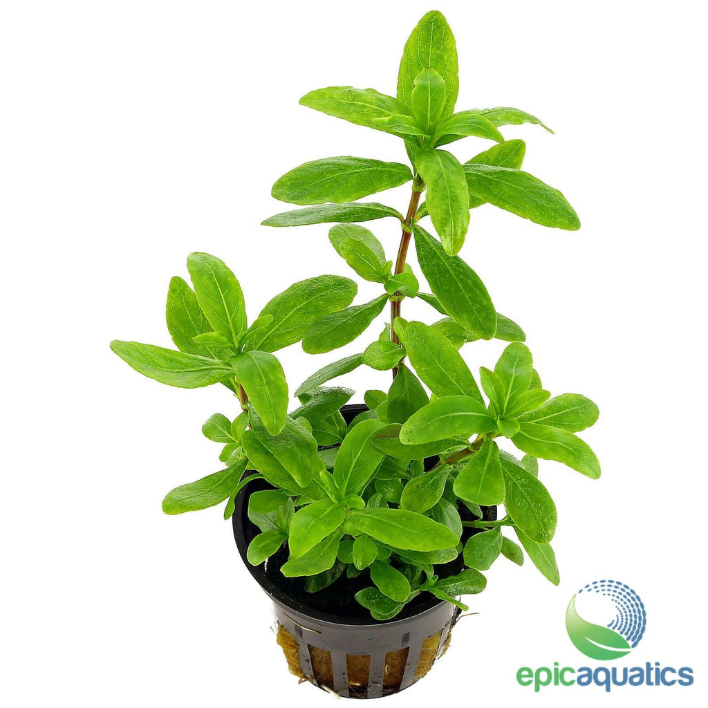Epic Aquatics - Hygrophila polysperma