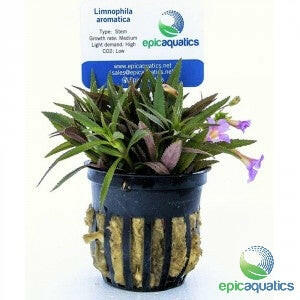 Epic Aquatics - Limnophila aromatica