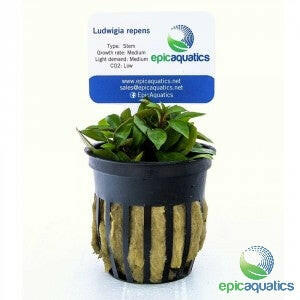 Epic Aquatics - Ludwigia repens