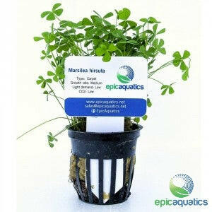 Epic Aquatics - Marsilea hirsuta