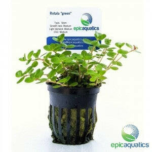 Epic Aquatics - Rotala sp. "Green"