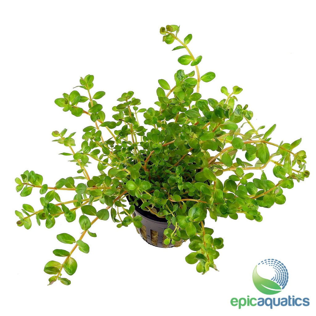Epic Aquatics - Rotala rotundifolia