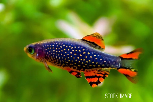 Celestial pearl danio care best sale