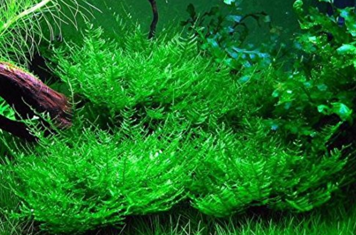 ADA - Taxiphyllum sp. 'Peacock moss' Tissue Culture Small Cup