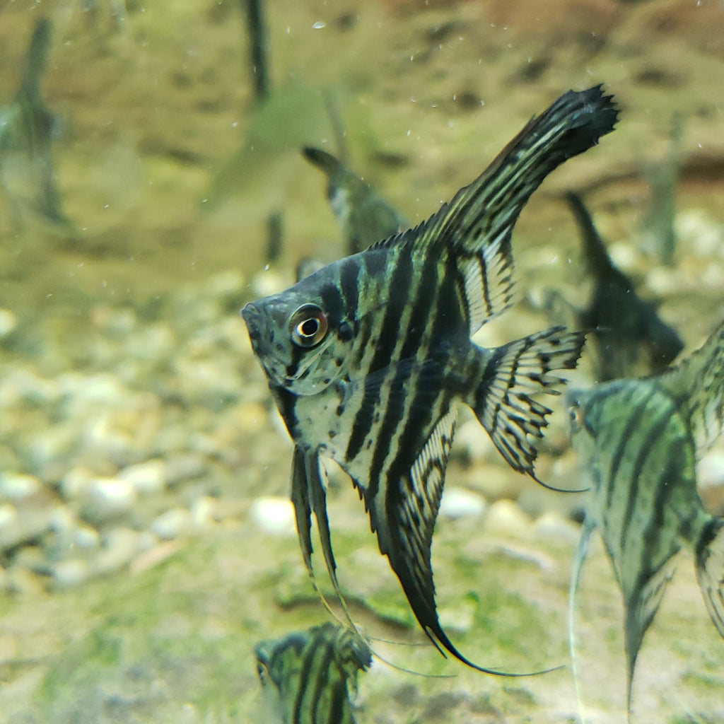 Pterophyllum scalare (Zebra Lace Angelfish)