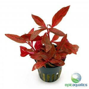 Epic Aquatics - Alternanthera reineckii 'Mini"