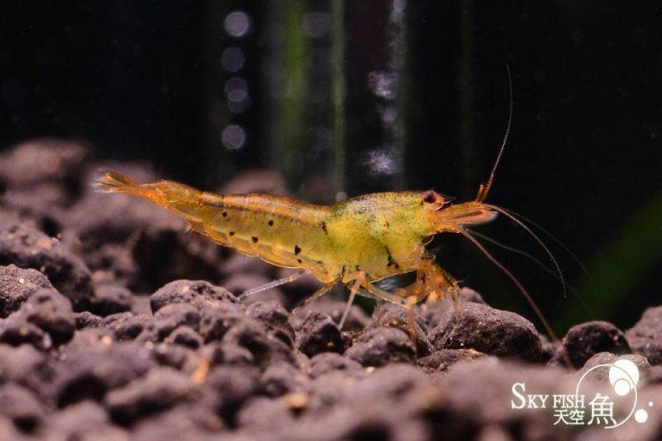 Skyfish - Caridina cantonensis (Tangerine Tiger)