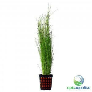 Epic Aquatics - Eleocharis vivipara "Long Hair Grass"