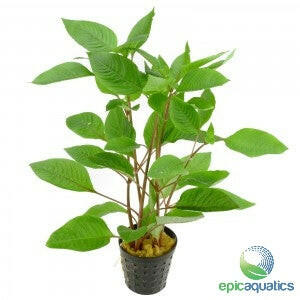 Epic Aquatics - Hygrophila corymbosa 'stricta'